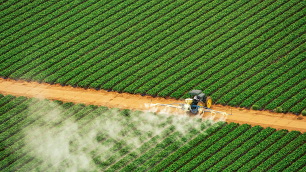 Best Termite Control Services  in Belfair, WA