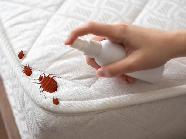 Best Mosquito Control Services  in Belfair, WA