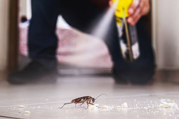 Best Affordable Pest Control Services  in Belfair, WA