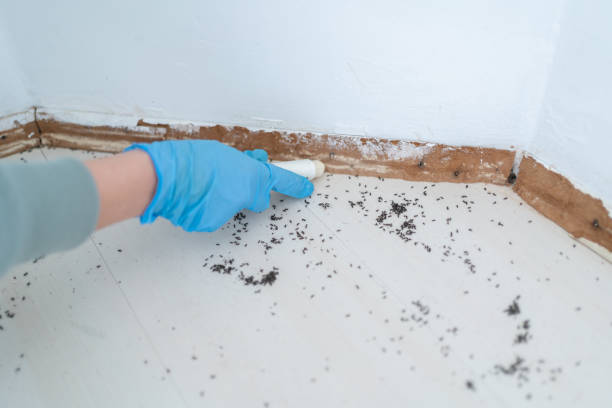 Pest Prevention Services in Belfair, WA